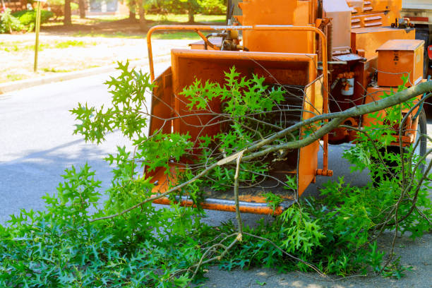 Best Fruit Tree Pruning  in Palmer Ranch, FL